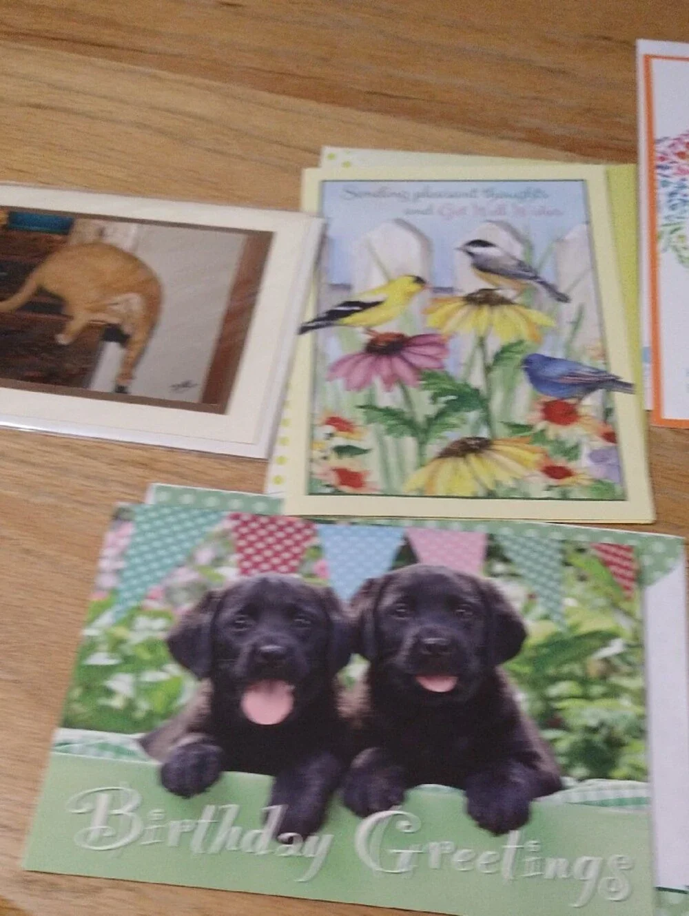 Animal Greeting Cards Assortment - Cats Dogs Birds Other